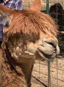Breezy Hill Alpacas