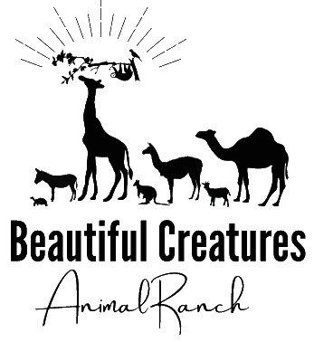 Beautiful Creatures  Animal Ranch
