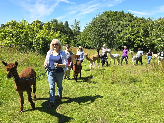 Alpaca Orchard Walk Experience - Gift Voucher for One Adult