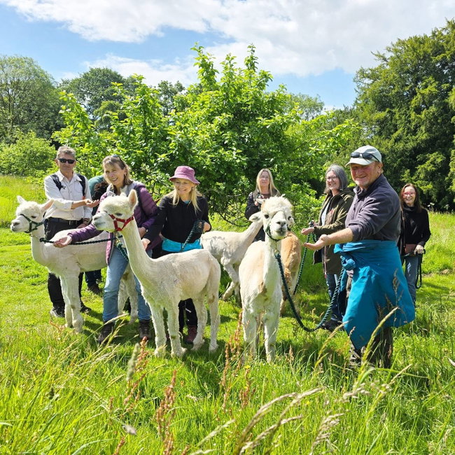Gift Voucher for Seven People - Summer Alpaca Experience - A Private Alpaca Walk & Tour