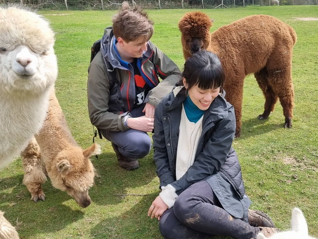 Alpaca Orchard Walk & Tour for Two - Group Walk