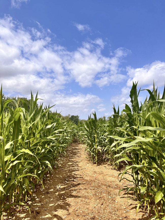 Maize Maze Tickets 