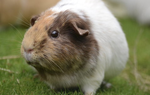 Animal Clubs