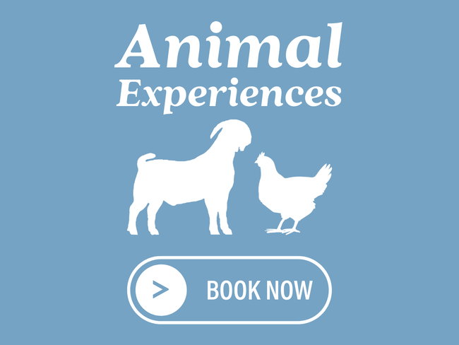 Animal Experiences