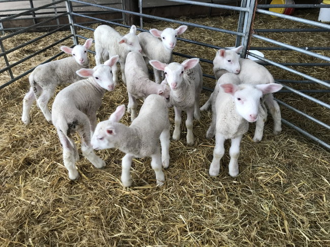 February 2026 Half Term (14th-22nd) - lambing time