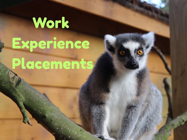 Work Experience Placements
