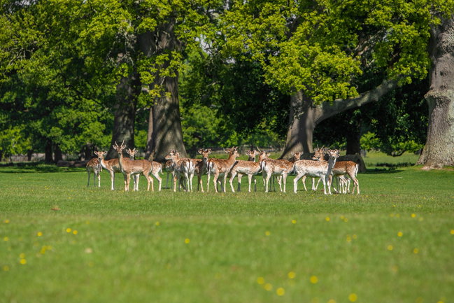 Autumn at Powderham