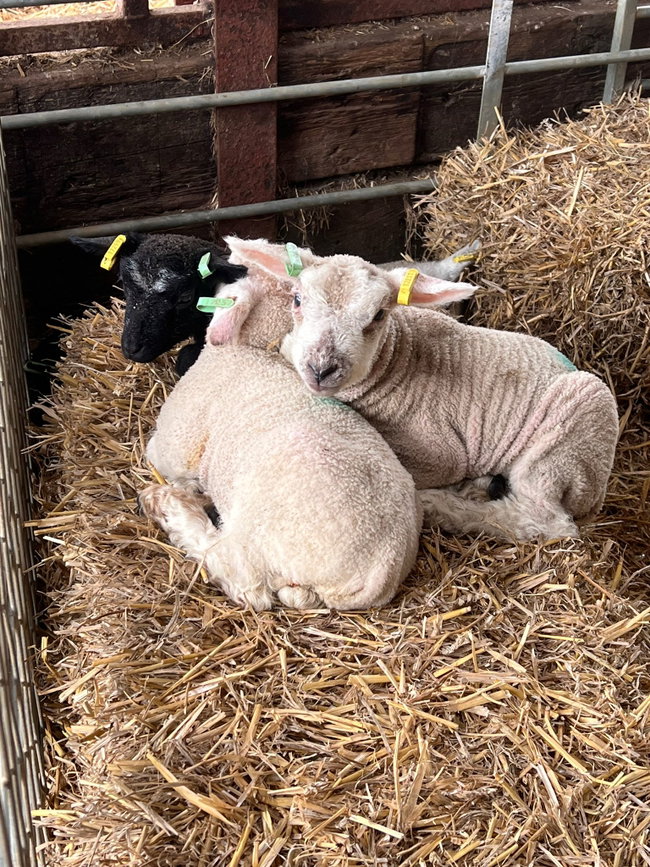 Lamb Feeding