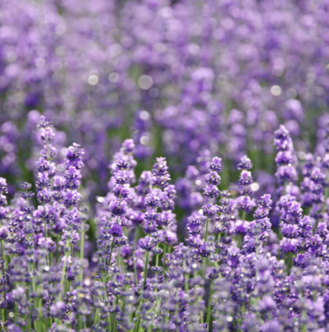 The Lavender Fields