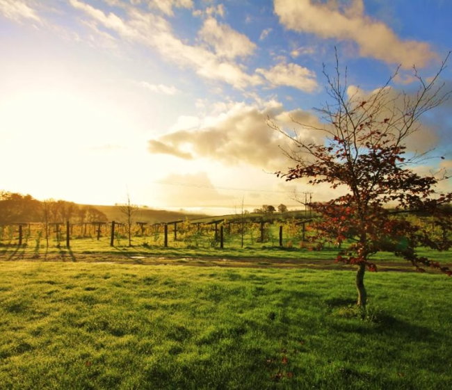 Jabajak Vineyard Blind Wine Tasting Experience