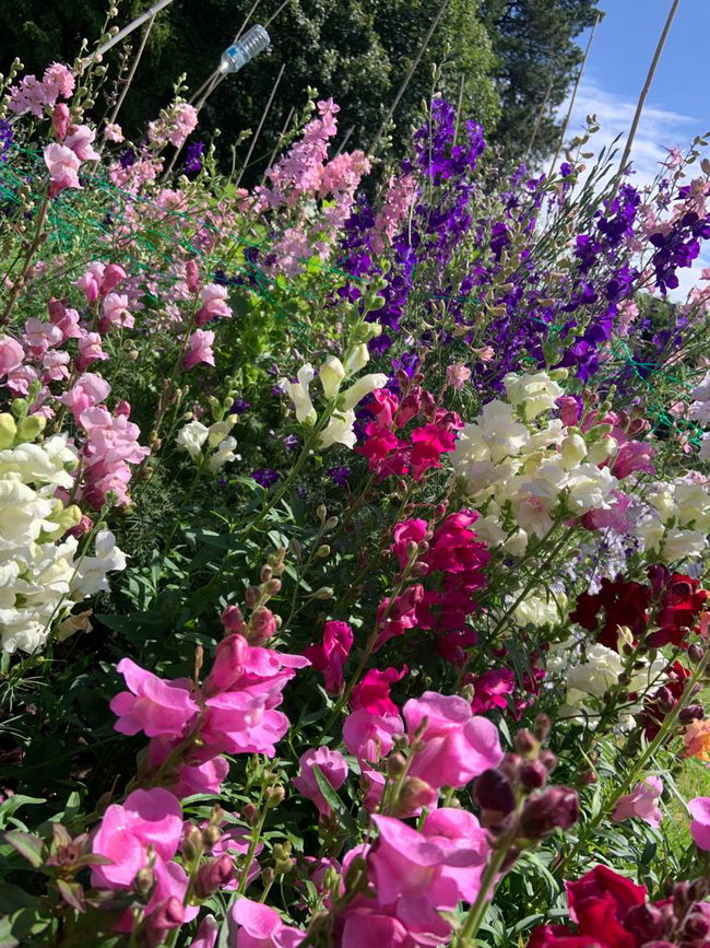 Pick your own (Summer Sessions) with Thornbridge Blooms 