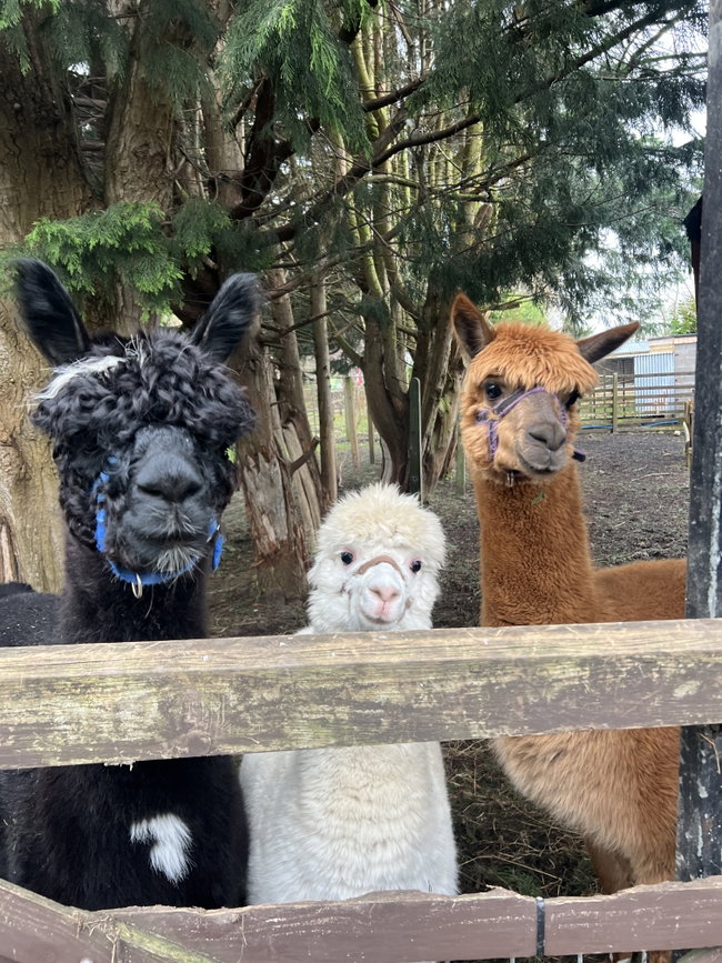 Alpaca Experience (Gift)