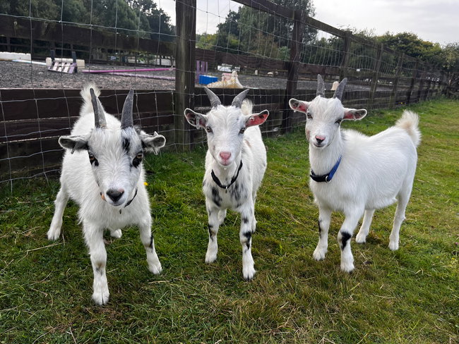 Sponsor the Goats 