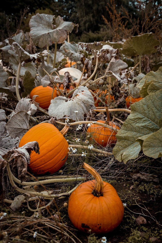 Pumpkin Patch Admission 