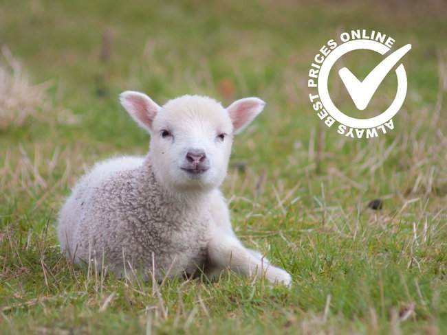Lamb Bottle Feeding Experience