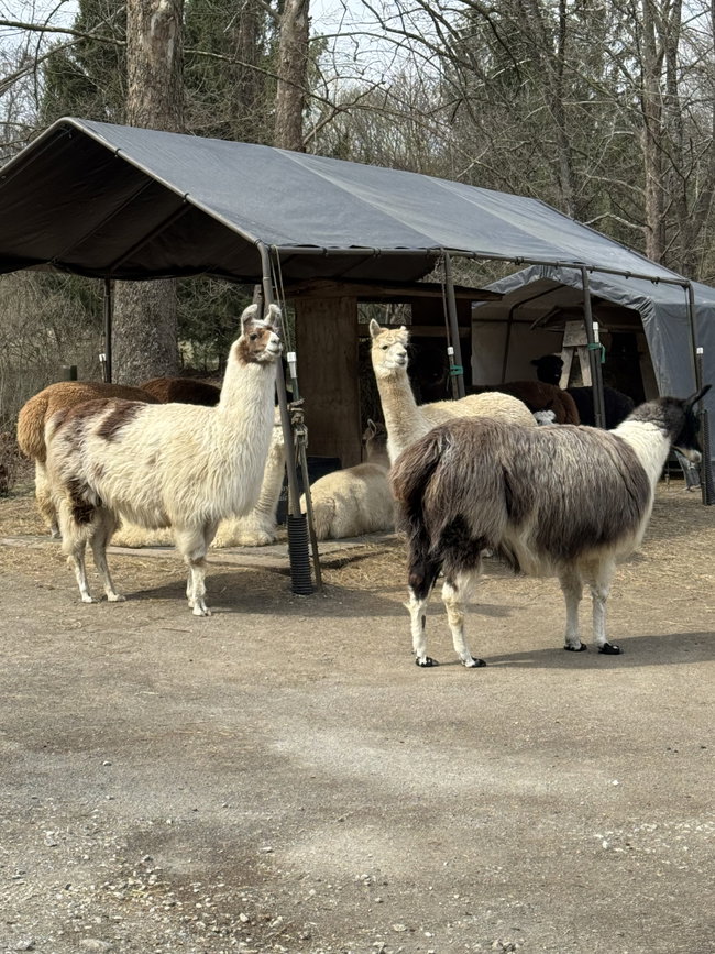 Alpaca Chores Tour!