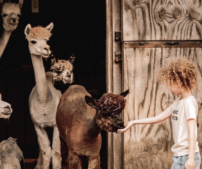 Alpaca & Llama Meet and Greet!