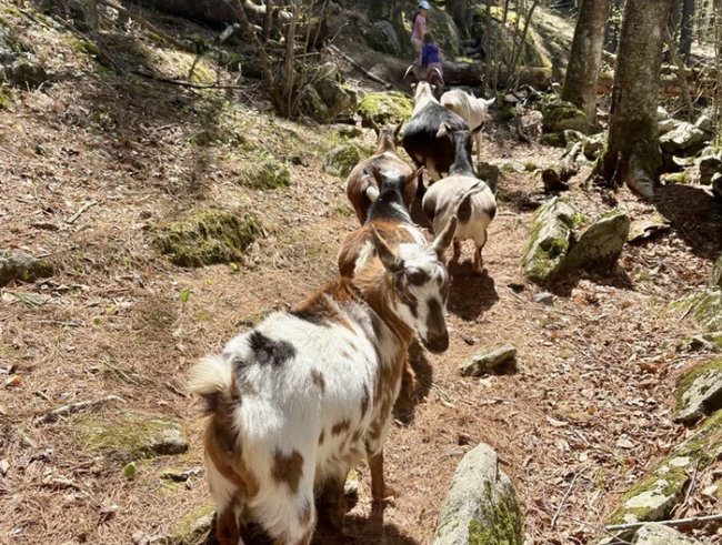 Group Goat Hikes
