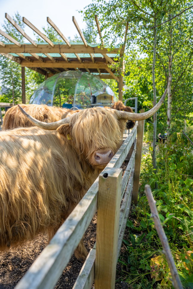 Highland Cow Mini Dome Cream Tea Experience (2-3 guests)