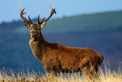 Exmoor Walking Safari