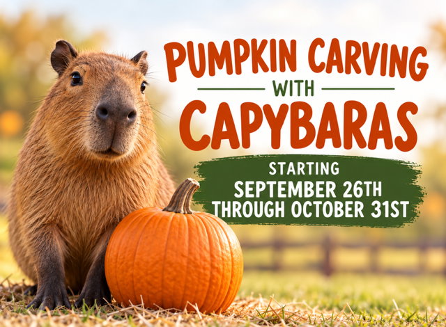 Pumpkin Carving with Capybaras!