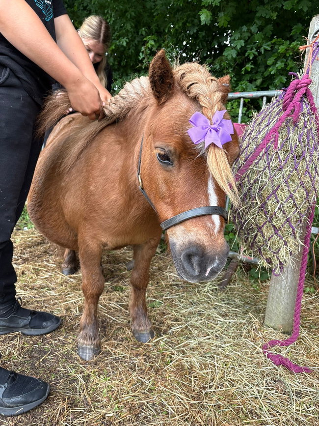 Home education pony days 