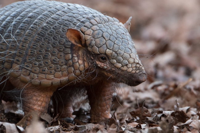 Armadillo Experience For One Gift Voucher