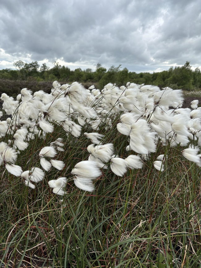 Mount Briscoe Bog Safari