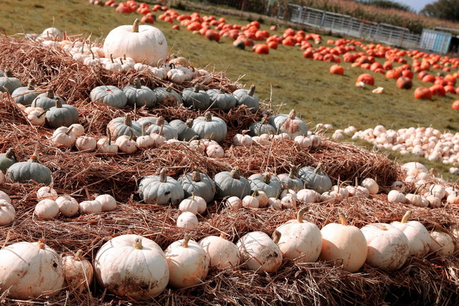 Pumpkin Picking