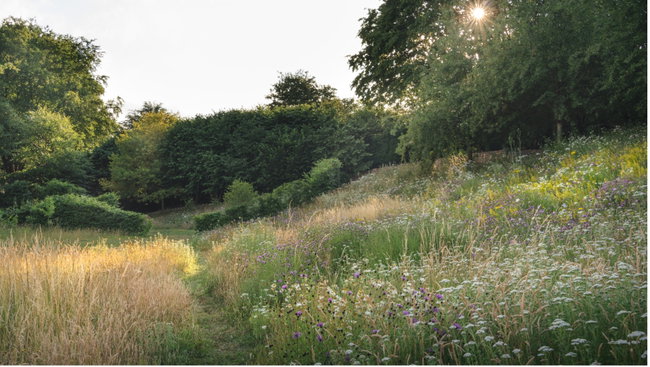 Garden Meadows 25th July