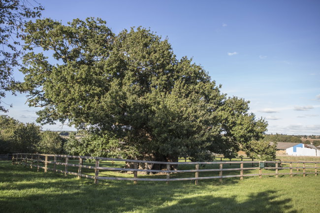 Private Tree Booking 