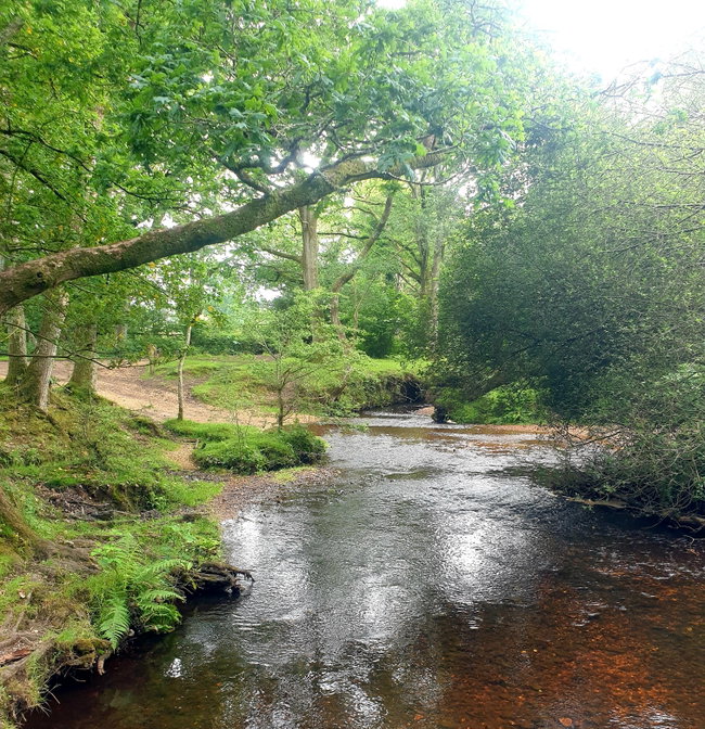New Forest Full Day  |  Customised Guided Rides