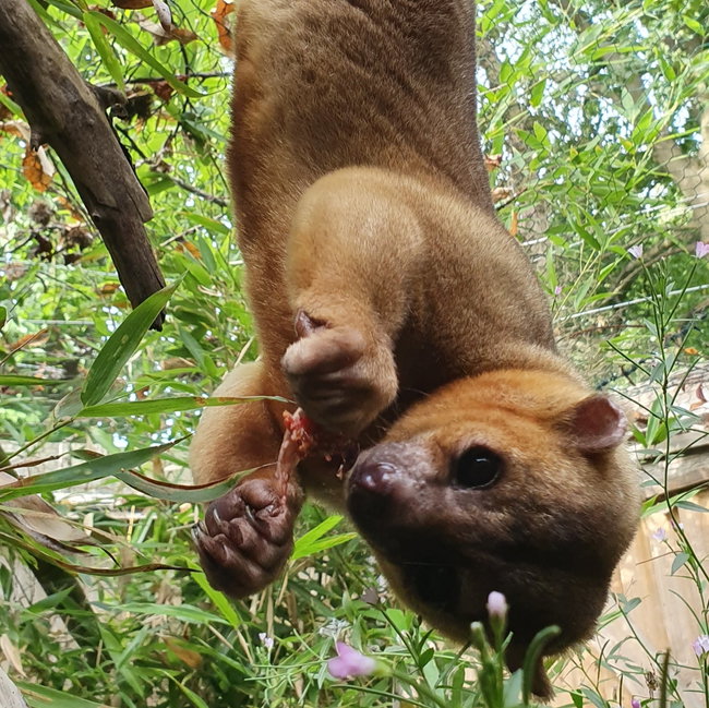 Kinkajou Experience For One Gift Voucher