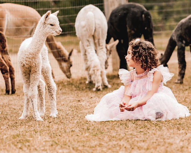 Alpaca & Llama Party Package 