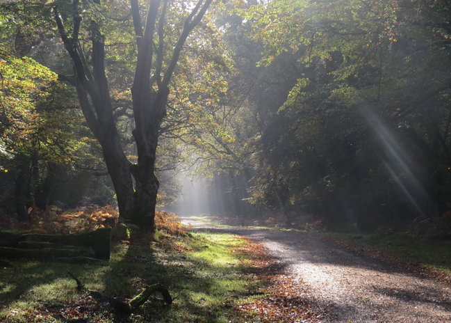 New Forest Discovery Walk (Lyndhurst)