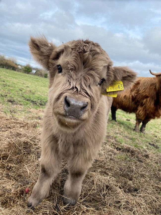 Highland Cattle Experience (Gift)