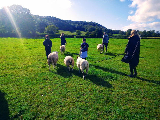 Sheep Trekking