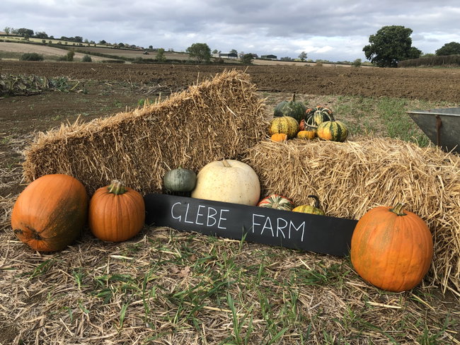 Pick Your Own Pumpkins