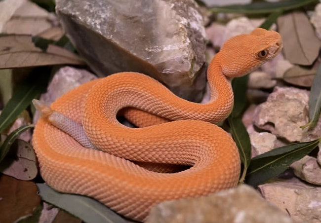 Serpentarium Encounter
