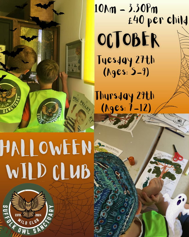 Halloween Wild Club - 5 - 9 