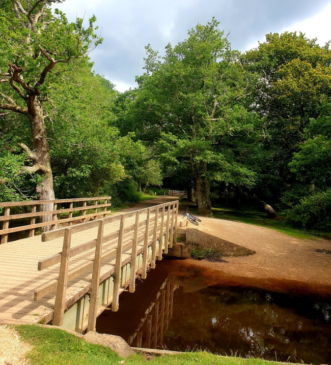 Guided Cycle Tour: Rhinefield Ornamental Drive & The Heart of the New Forest