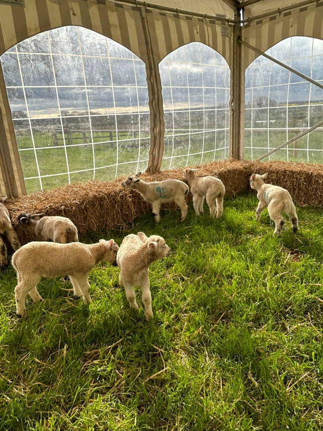 Meet the lambs 2026! 