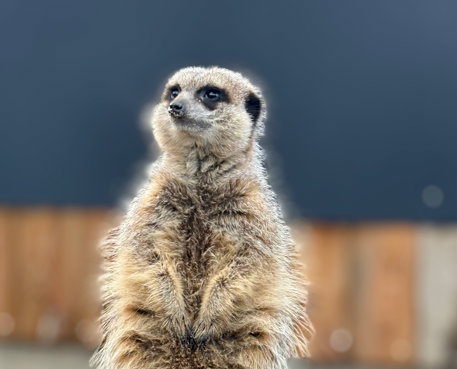 Meerkat Experience
