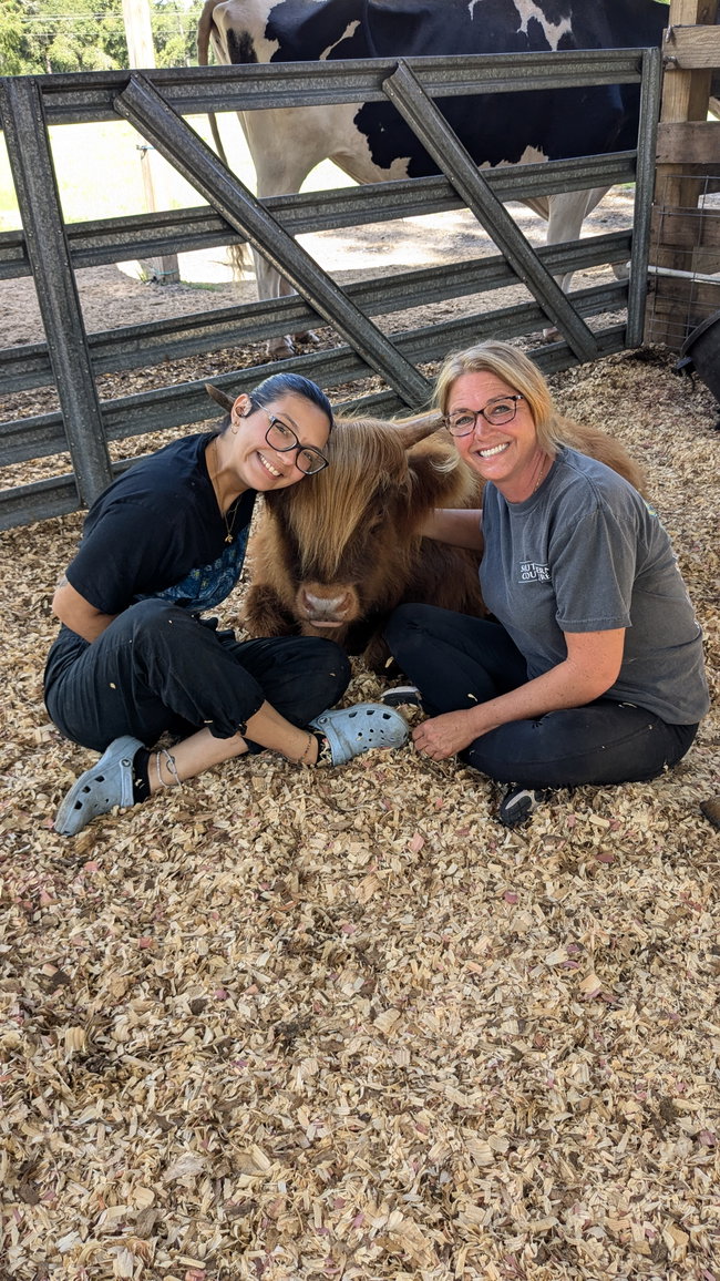 Highland Cow Cuddle for 2-45 min