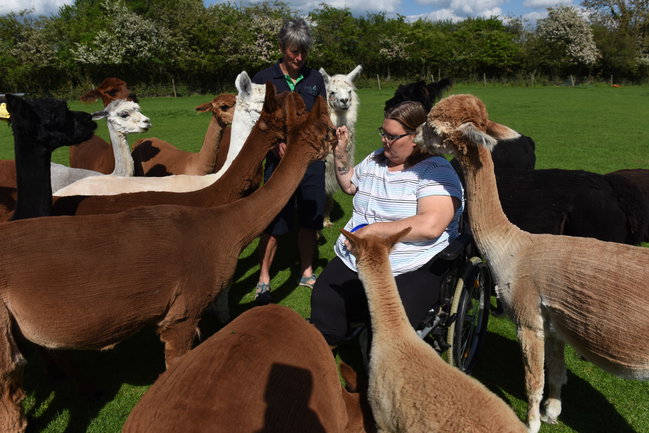 Working with Alpacas and Llamas in Animal Assisted Therapy