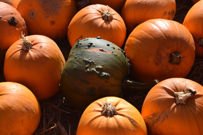 PYO Pumpkin