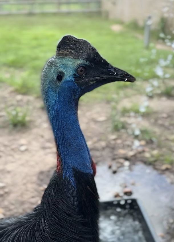 Cassowary Encounter