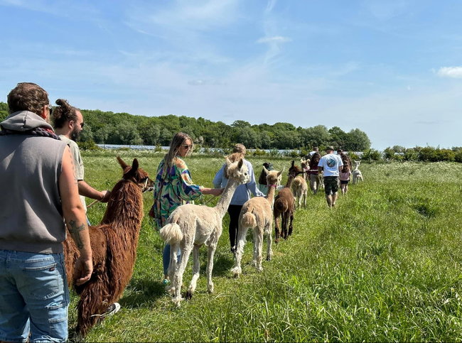 Alpaca Walking - for 2 