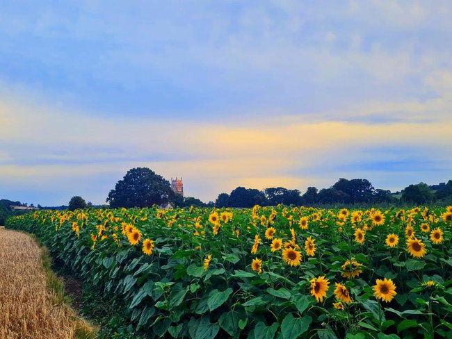 Pick Your Own Sunflowers 2025