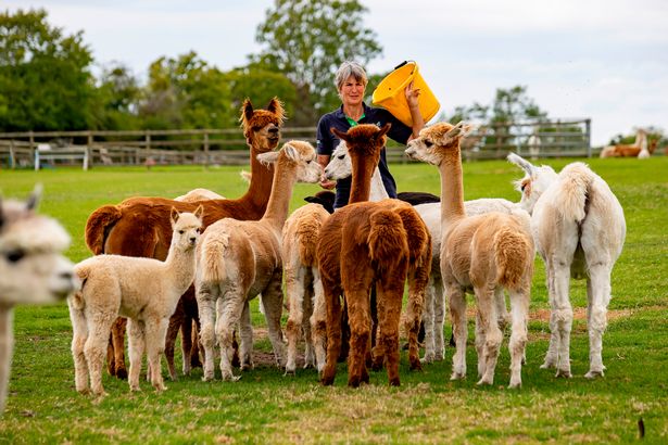 Alpaca Meet and Treat Session